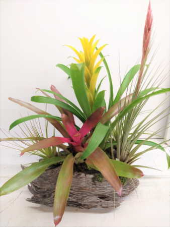 Bromeliads & Air Plants in Driftwood