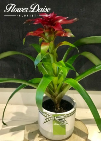 Bronwyn Plant in Ceramic Container