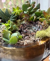 Bronze Bowl Succulent Garden  Succulent garden 