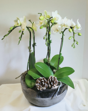 Bronze it up! Orchid planter