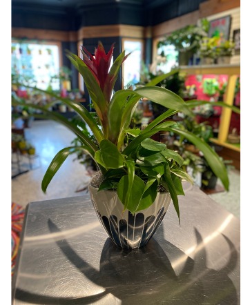 Brush Stroke Bromeliad Planter in South Milwaukee, WI | PARKWAY FLORAL INC.
