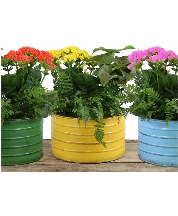 Bucket of Cheer! Small indoor planter in Delta, BC | FLOWERS BEAUTIFUL