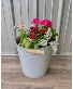 Bucket of flowers Outdoor plants