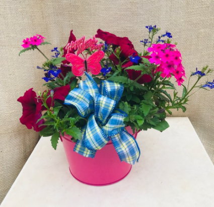 Bucket of Love Outdoor plants
