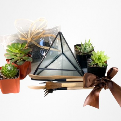 Build-Your-Own Succulent Terrarium Kit Live Plant Kit