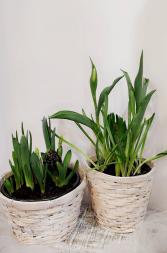 Bulb garden