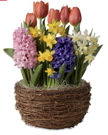 Love blooms bulb garden Anytime Spring