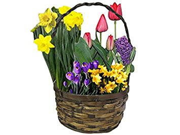 Bulb Garden *baskets may vary