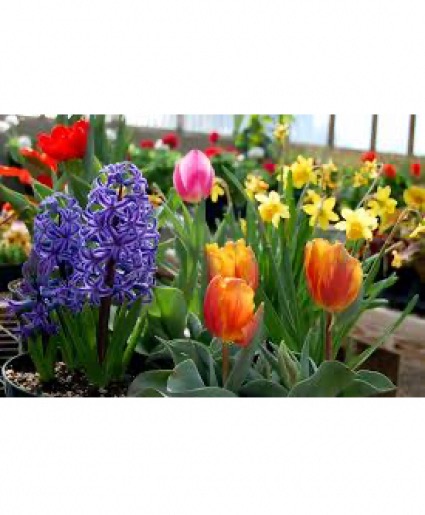 Tulip, Daffodil & Hyacinth Bulb Garden