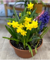 Bulb garden Plants 
