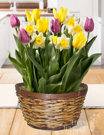 Bulb Garden Tulips, Hyacinths, Daffodils, Crocus