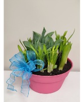 Spring Bulb Planter  