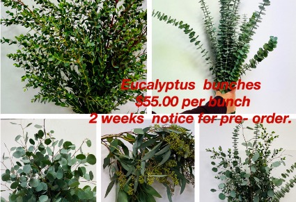 Bulk eucalyptus bunches 2 weeks notice required  Bulk eucalyptus bunches call store directly for  info 