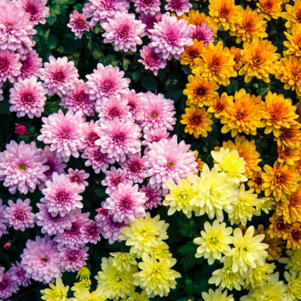 Chrysanthemum  Bulk Flowers