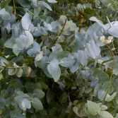  Eucalyptus  Bulk Flowers