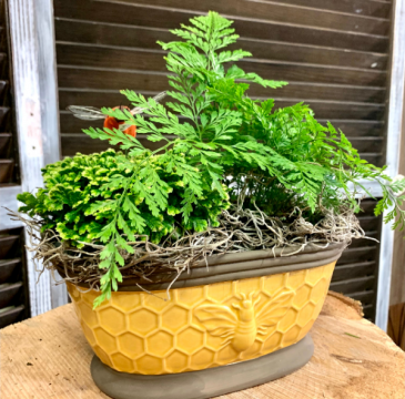 Queen Bee Fern Pot