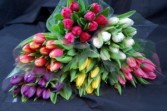 Bunch of Tulips your Choice of Color  Wrapped Bouquet
