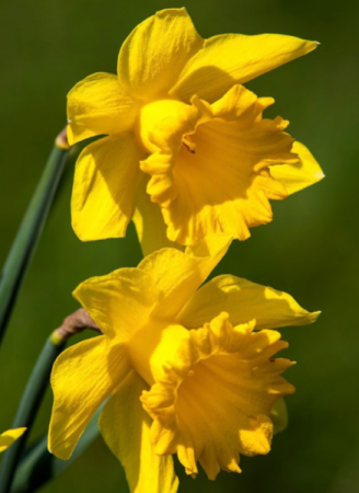 Spring Daffodils  in Osoyoos, BC | POLKA DOT DOOR