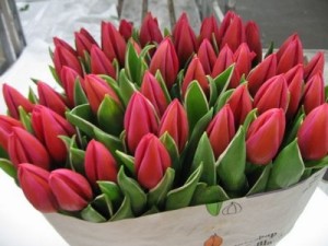 Bundle Townshend Grown Tulips  Loose Flowers