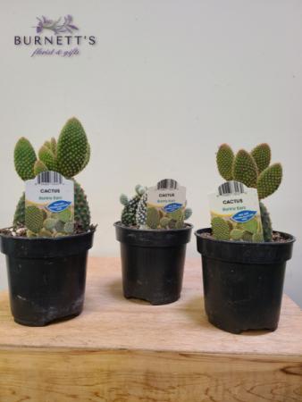 Bunny Ears Cactus  Plants 