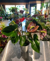 Burgundy Anthirium Tropical Blooming Plant