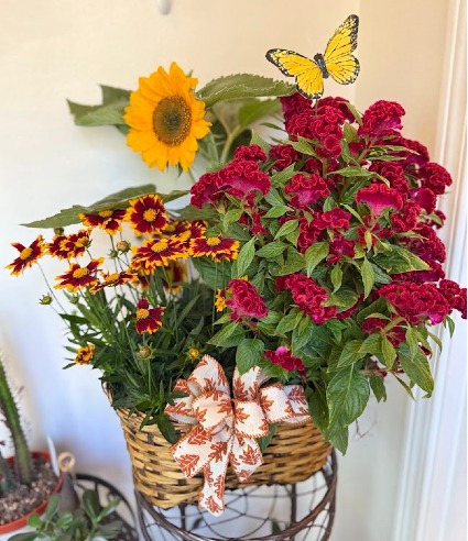 Burgundy & Sunflower Charm Planter Blooming Plants