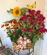 Burgundy & Sunflower Charm Planter Blooming Plants