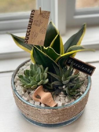 Burlap Succulent Terrarium Succulent