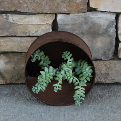 Burro's Tail Wall Planter Succulents