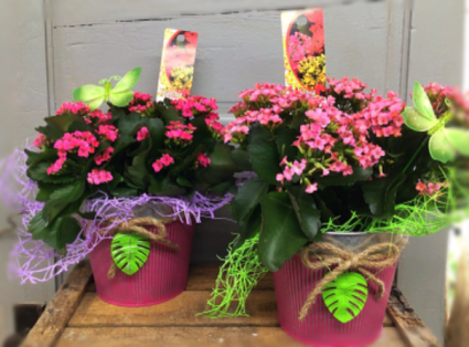 Burst of color Blooming plant
