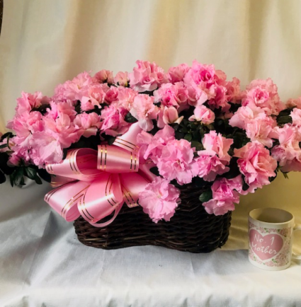 Burst of Pink Azaleas Blooming Plants