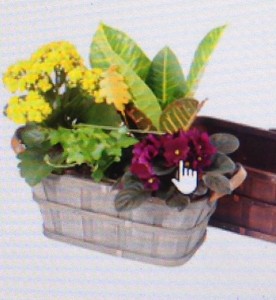 BUSHEL BASKET Plants