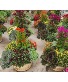 Bushel Basket Outdoor Planter