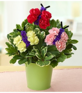 Butterflies in Bloom™ Arrangement