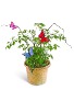 Purchase this funeral home arrangement