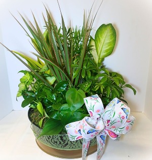 Butterfly Dish Garden 