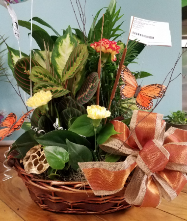 Butterfly Dish Garden every day