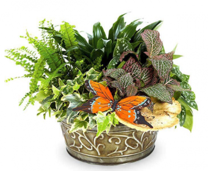 Butterfly Dish Garden Garden Planter