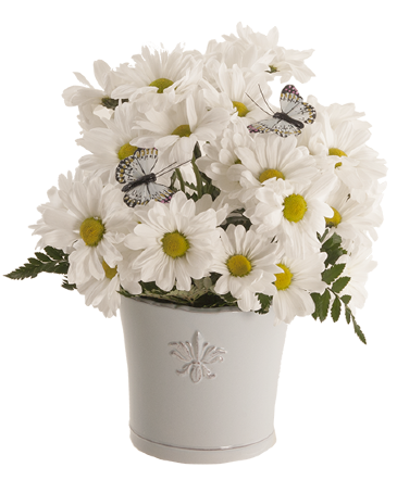 Butterfly Fleur de Lis   in Upper Sandusky, OH | Schuster's Flower Shop
