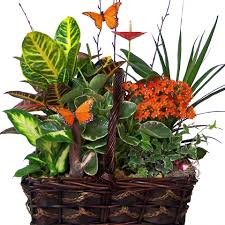 Butterfly Garden Basket Plant Basket