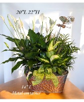 Butterfly Garden  Plant