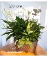 Butterfly Garden  Plant