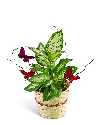 Butterfly Kisses Dieffenbachia Plant Plant