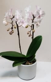 Butterfly Kisses mini Orchid Plant