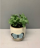 Butterfly Pot with Fittonia  Planter