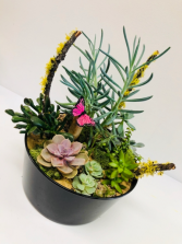 Butterfly Terrarium Plant