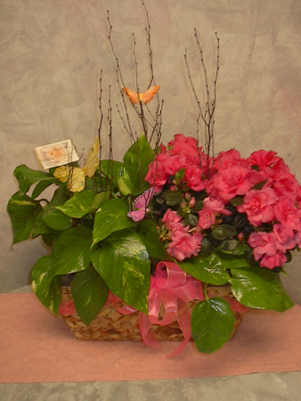 Butterfly trio blooming basket