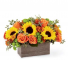 Butterscotch Blossoms  Any Occasion