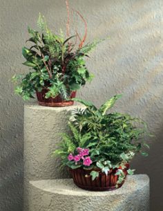 large dish gardens plants