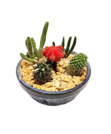 Cacti Garden